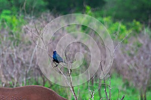 Pretty little Lilac-breasted Roller perched on a branch