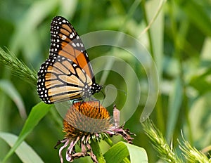 Pretty little monarch butterfly on top of purple coneflower in a field