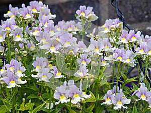 Pretty little Nemesia flowers, variety Easter Bonnet