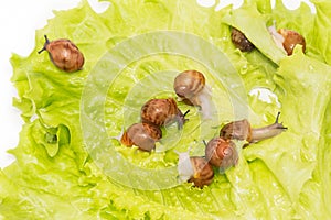 Pretty little new-born snails on lettuce