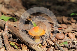 Pretty little orange mushroom with some paler spot