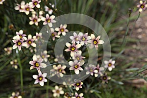 Pretty little pink flowers in a garden