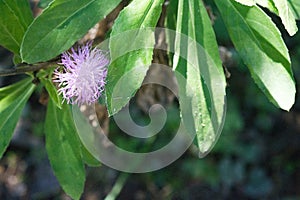 Pretty little purple feathery flower macro