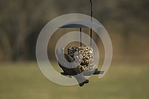 Pretty little starling bird coming out for birdseed cakes. Love these black birds with white spots.