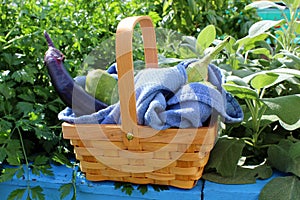 Pretty little wicker basket filled with fresh fruits and vegetables of Summer