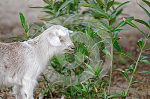 Pretty little yeanling is  at goat farm