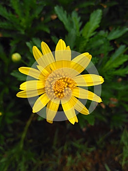 Pretty little yellow flower freshly blooming