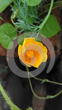 Pretty little yellow flower freshly blooming