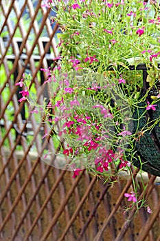 Pretty lobelia flowers