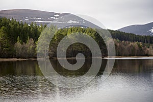 Pretty Loch Morlich