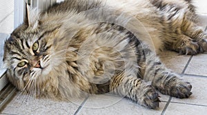 Pretty long hair feline lying at the window, siberian cat