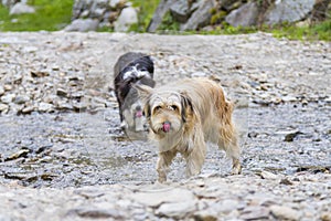 Pretty long haired dogs in a countryside, Bichon Havanais breed