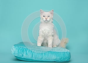 Pretty longhaired white cat with blue eyes on a blue cushion on a blue background