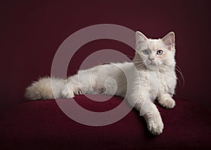 Pretty longhaired white Ragdoll cat with blue eyes lying on a burgundy red cushion