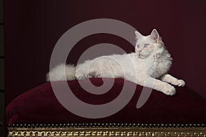 Pretty longhaired white Ragdoll cat with blue eyes lying on a burgundy red cushion on a burgundy red background in a classic look