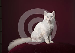 Longhaired white Ragdoll cat with blue eyes sitting on a burgundy red cushion on a burgundy red background in a classic