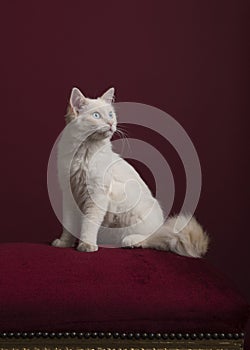 Pretty longhaired white Ragdoll cat with blue eyes sitting on a burgundy red cushion on a burgundy red background