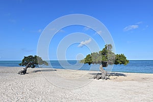Pretty Look at a Pair of Divi Trees on Eagle Beach in Aruba