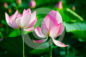 The pretty lotus flowers photo