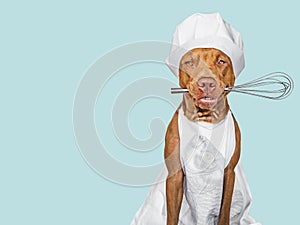 Pretty, lovable brown puppy, white chef's hat