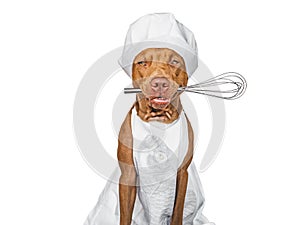 Pretty, lovable brown puppy, white chef's hat