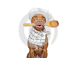 Pretty, lovable brown puppy and white chef's hat