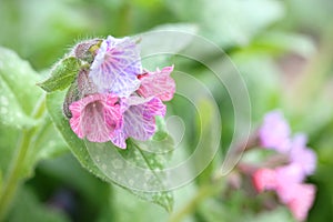 Pretty Lungwort with spotted leaves. Blurred background. photo