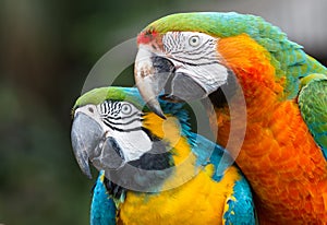 Pretty Macaw parrots with multi-colored feathers