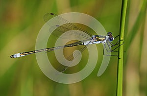 A pretty male Emerald Damselfly Lestes sponsa perching on a reed at the edge of the water.