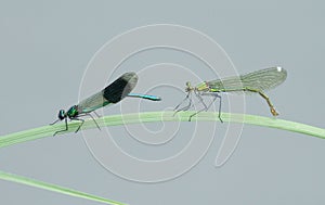 A male and female Banded demoiselle Dragonfly Calopteryx splendens perched on a reed.