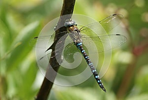 A pretty male Migrant Hawker Dragonfly, Aeshna mixta, perching on a branch at the edge of a lake.