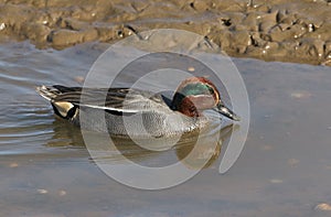 A pretty male Teal Anas crecca swimming and feeding in a coastal estuary.