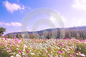 Pretty manicured flower garden with colorful on mountain and blue sky background