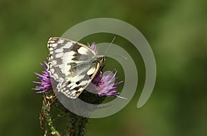 A pretty Marbled White Butterfly Melanargia galathea nectaring on a thistle.