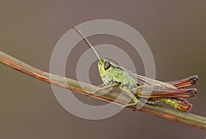 A pretty Meadow Grasshopper, Chorthippus parallelus, perching on grass.