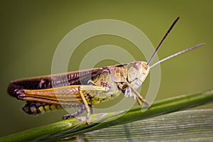 A pretty Meadow Grasshopper Chorthippus parallelus sitting in the grass