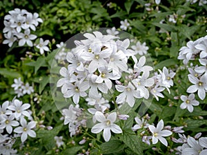 Pretty milky bellflower flowers, Campanula lactiflora Alba