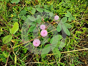 Pretty mimosa pudica