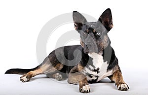 a Pretty mixed breed German Shepherd with 2 different colored eyes lies in a white studio