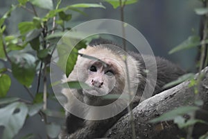 A portrait of a monkey. photo