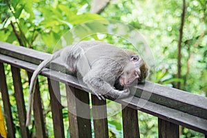 Pretty monkey resting on a wooden railing