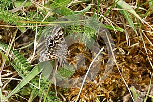 A pretty Mother Shipton Moth, Callistege mi, perching on a plant close to the ground.