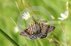 A pretty Mother Shipton Moth Euclidia mi perching on a Stitchwort wildflower.