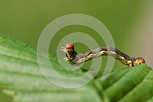 A pretty Mottled Umber Moth Caterpillar Erannis defoliaria resting on a leaf. photo