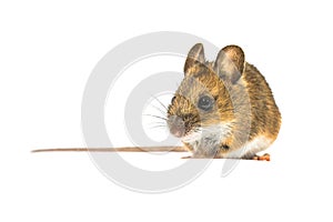 Pretty mouse isolated on white background