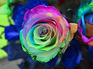 Pretty multicolor rose