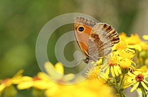 A pretty newly emerged Gatekeeper Butterfly Pyronia tithonus nectaring on Ragwort flowers.