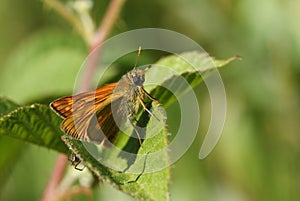 A newly emerged Large Skipper Butterfly, Ochlodes sylvanus, perching on a leaf in a meadow.