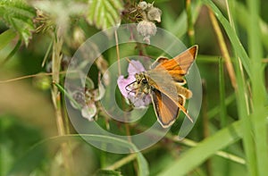 A pretty newly emerged Small Skipper Butterfly, Thymelicus sylvestris, nectaring on a bramble flower.