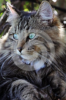 A pretty Norwegian forest cat